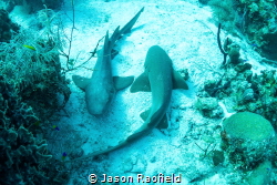 YIN AND YANG SHARKS in Belize (While diving with my son, ... by Jason Raofield 
